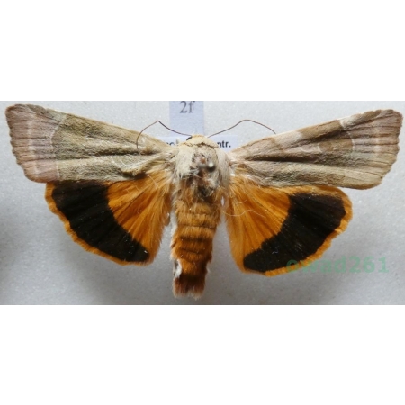 Noctua fimbriata (Schreber, 1759) Rolnica aksamitka Czech2f